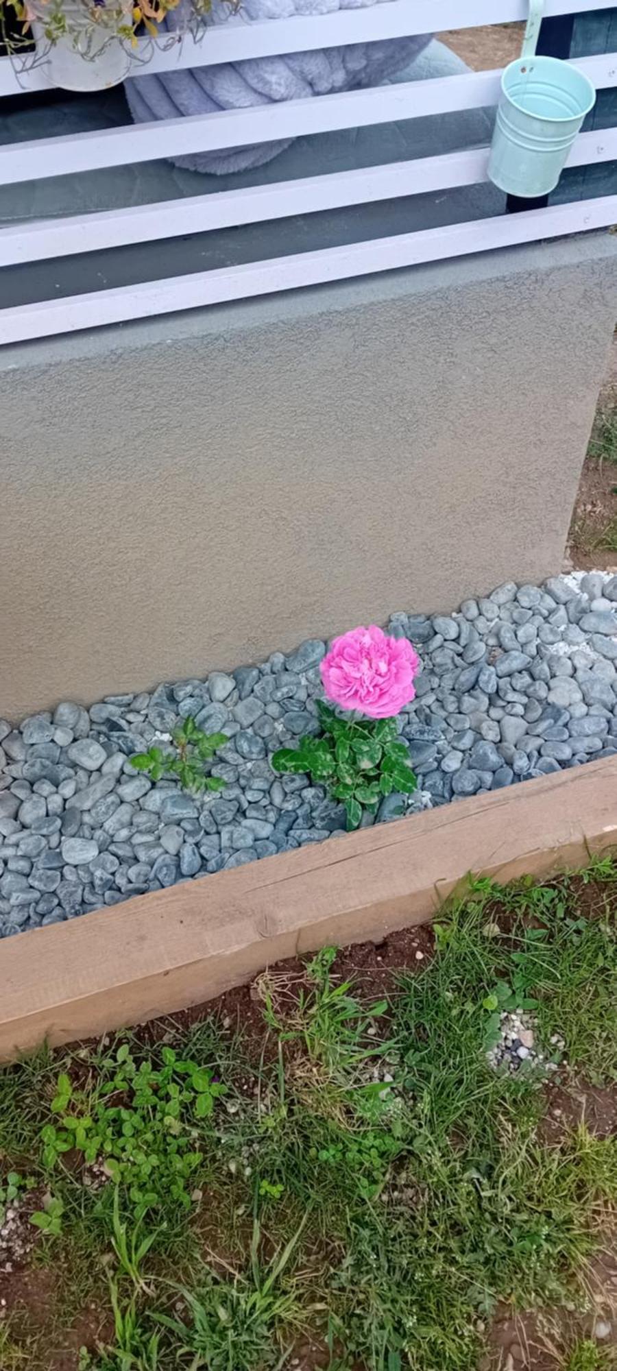 Rose Room 40M2 With Terrace 25M2 In Greeny Area For 4 Person Liubliana Exterior foto